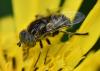 Eristalinus sepulchralis
